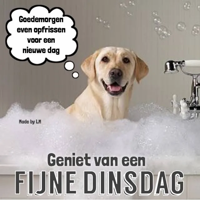 ᐅ goedemorgen dinsdag grappig - Dinsdag plaatjes