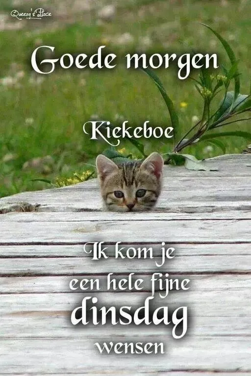ᐅ goedemorgen dinsdag grappig - Dinsdag plaatjes