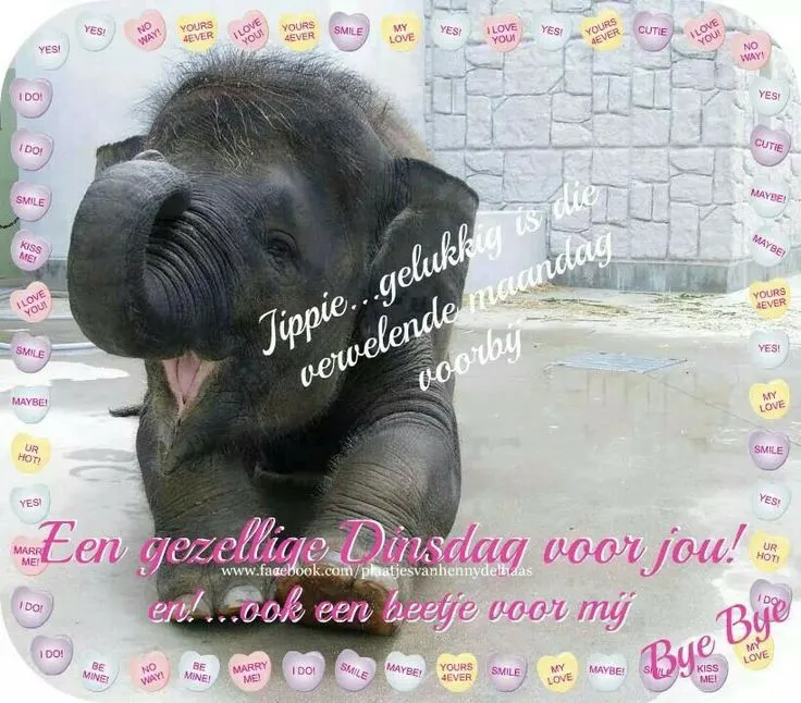 ᐅ goedemorgen dinsdag grappig - Dinsdag plaatjes