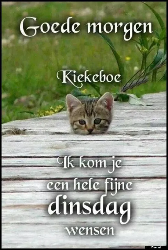 ᐅ goedemorgen dinsdag grappig - Dinsdag plaatjes