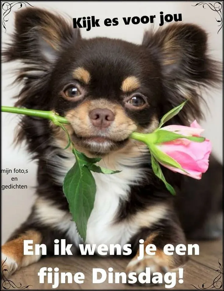 ᐅ goedemorgen dinsdag grappig - Dinsdag plaatjes