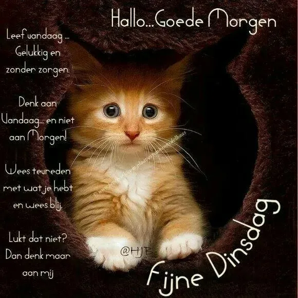ᐅ goedemorgen dinsdag grappig - Dinsdag plaatjes
