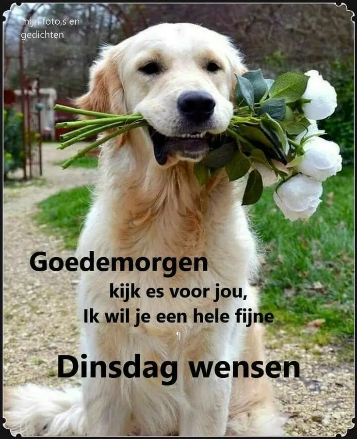 ᐅ goedemorgen dinsdag grappig - Dinsdag plaatjes