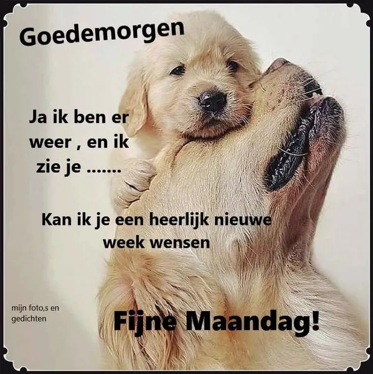 ᐅ goedemorgen dinsdag grappig - Dinsdag plaatjes