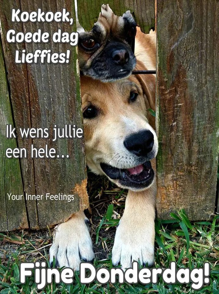 ᐅ goedemorgen dinsdag grappig - Dinsdag plaatjes