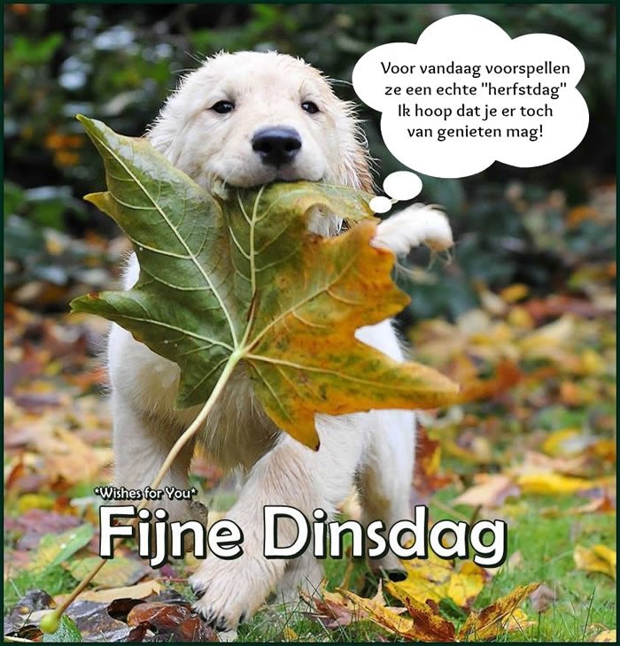 ᐅ goedemorgen dinsdag herfst - Dinsdag plaatjes