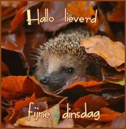 ᐅ goedemorgen dinsdag herfst - Dinsdag plaatjes
