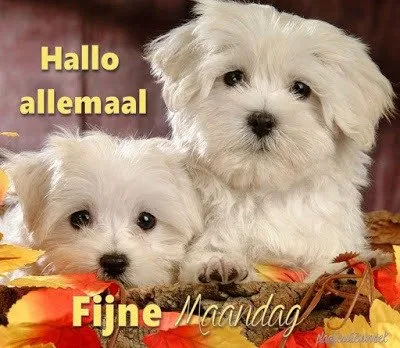 ᐅ goedemorgen dinsdag herfst - Dinsdag plaatjes