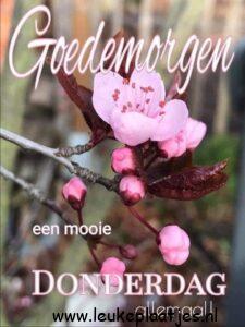 goedemorgen donderdag bloemen