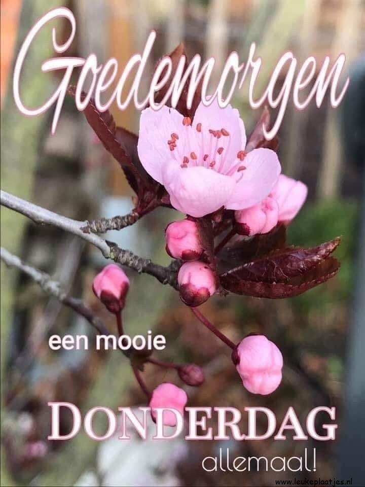 ᐅ goedemorgen donderdag bloemen - Donderdag plaatjes