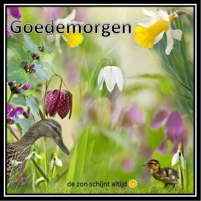 ᐅ goedemorgen donderdag bloemen - Donderdag plaatjes