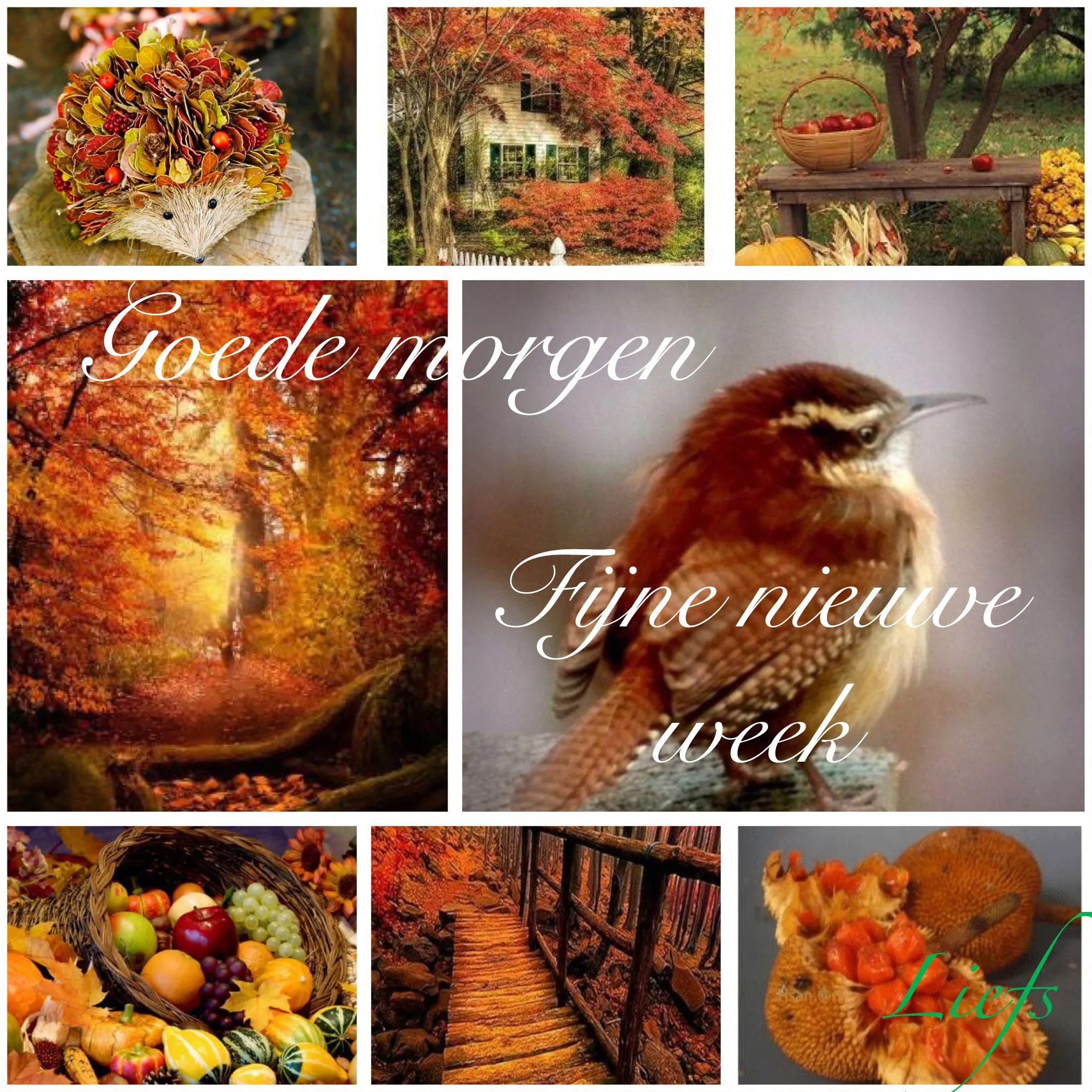 ᐅ goedemorgen donderdag herfst - Donderdag plaatjes ᐅ goedemorgen donderdag herfst - Donderdag plaatjes