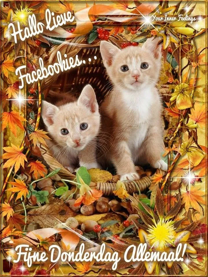 ᐅ goedemorgen donderdag herfst - Donderdag plaatjes ᐅ goedemorgen donderdag herfst - Donderdag plaatjes