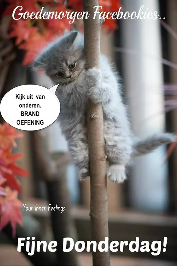 ᐅ goedemorgen donderdag kerst - Donderdag plaatjes