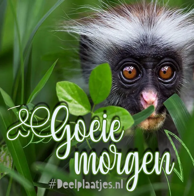 ᐅ goedemorgen donderdag kerst - Donderdag plaatjes