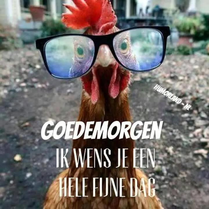 Een kip met een bril zegt "Goedemorgen, ik wens je een hele fijne dag."