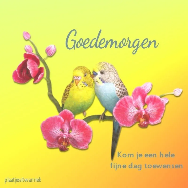 Twee kleurige parkieten zitten op een tak met paarse orchideeën. Boodschap: Goedemorgen.