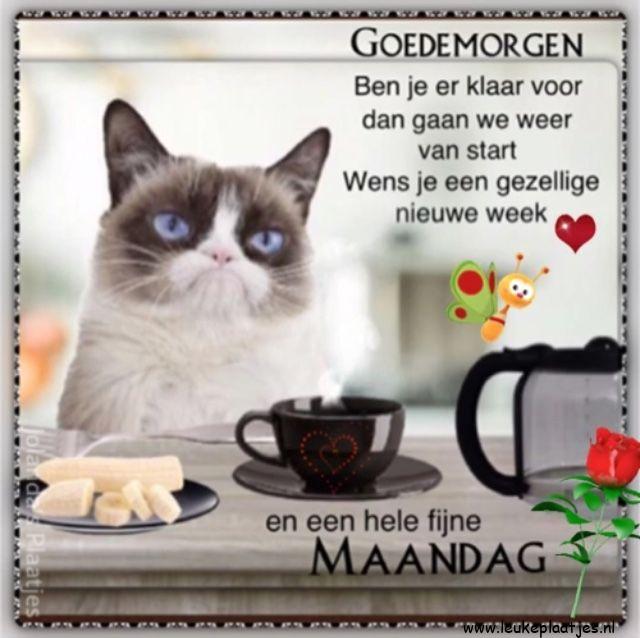 ᐅ goedemorgen fijne maandag - Maandag plaatjes