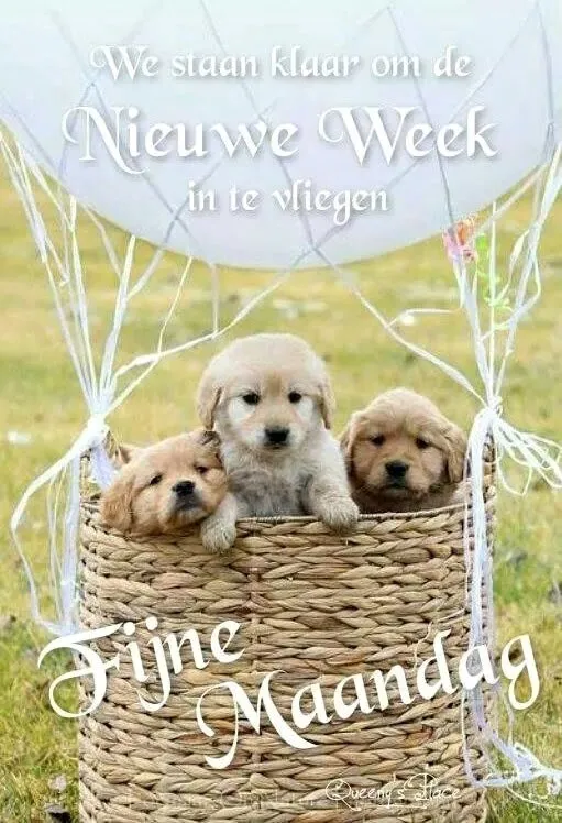 ᐅ goedemorgen fijne maandag - Maandag plaatjes Drie schattige puppy's in een mand met ballonnen, verwelkomend de nieuwe week.