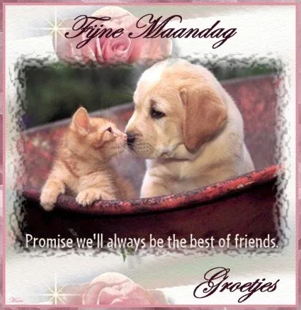 ᐅ goedemorgen fijne maandag - Maandag plaatjes Een puppy en een kitten kijken elkaar liefdevol aan, met text en bloemen op de achtergrond.