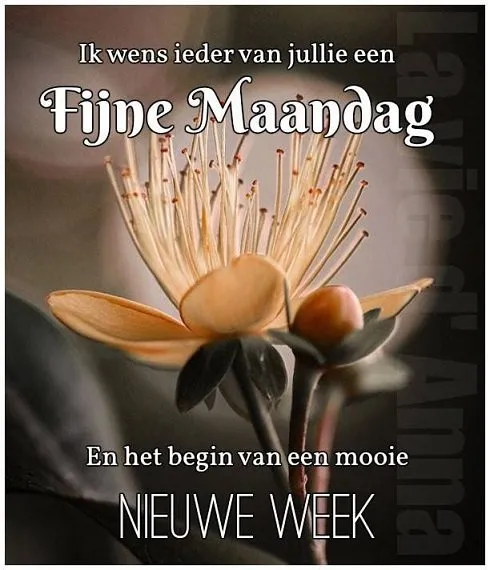 ᐅ goedemorgen fijne maandag - Maandag plaatjes Achtergrond met bloem en tekst: "Fijne Maandag" en "nieuwe week".