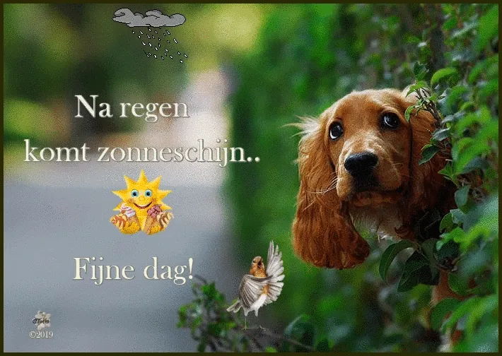 Hond kijkt om een groene heg met een tekst over zonneschijn na regen.