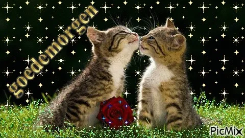 Twee schattige kittens die elkaar aanraken met een rozenknop. Glitterachtige achtergrond.