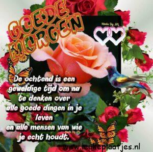 goedemorgen groet