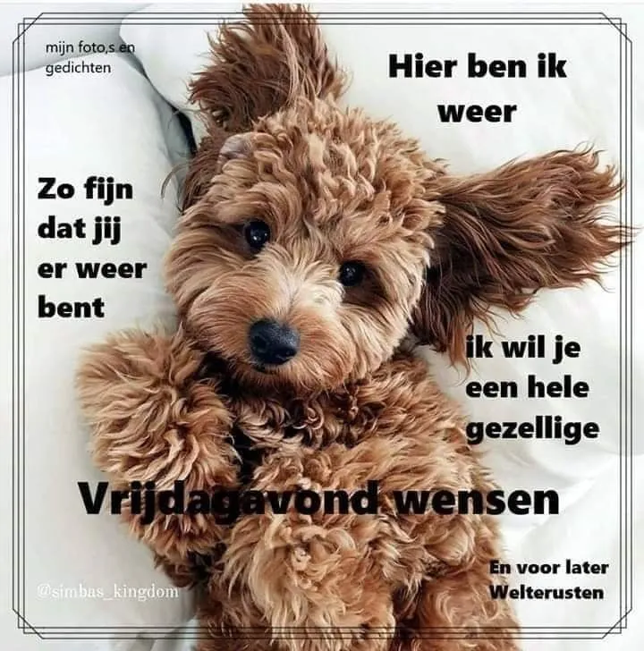 Schattige hond met zachte vacht, omringd door vriendelijke tekst.