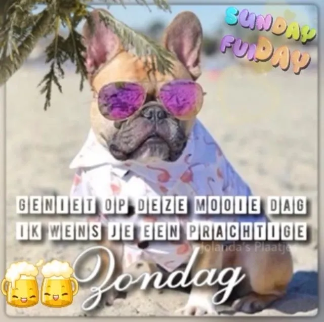 Een Franse bulldog met zonnebril op het strand, met een vrolijke tekst op de achtergrond.