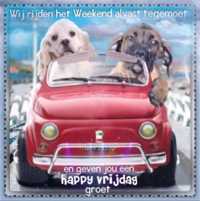 Twee honden in een speelgoedauto, klaar voor het weekend. Verdere tekst volgt.