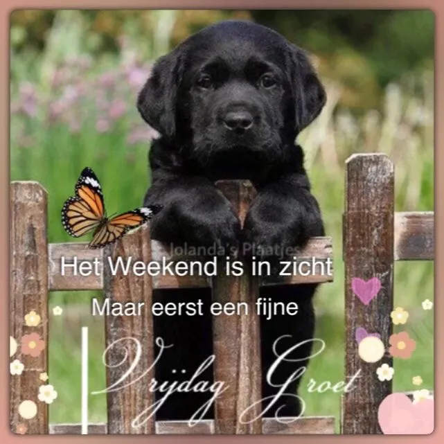 Zwarte labrador puppy leunt tegen een houten hek met bloemen en vlinders.