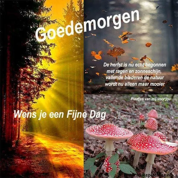 Herfstlandschap met zonlicht, vallende bladeren en paddenstoelen. Goede morgen wens.