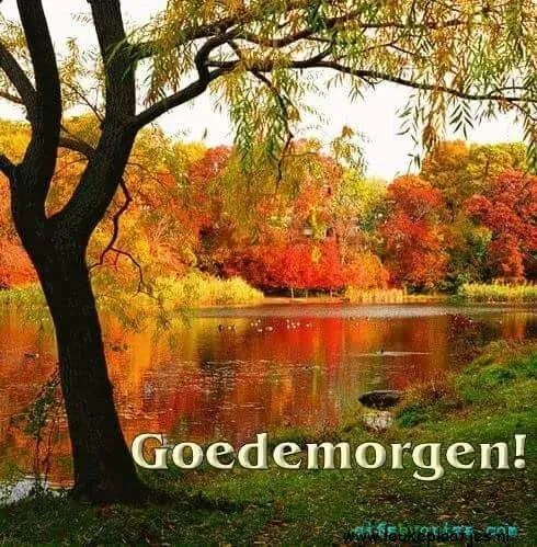 Herfstlandschap met een boom en kleurrijke bladeren, reflecterend in het water.