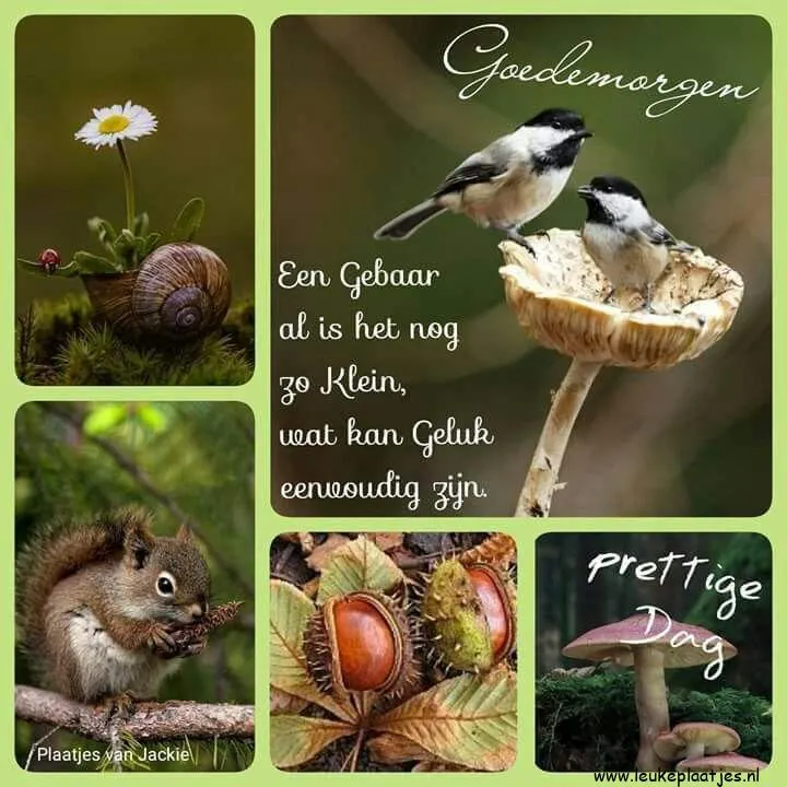 Een collage van natuur met vogels, een eekhoorn en paddenstoelen. Tekst: 'Goedemorgen'.