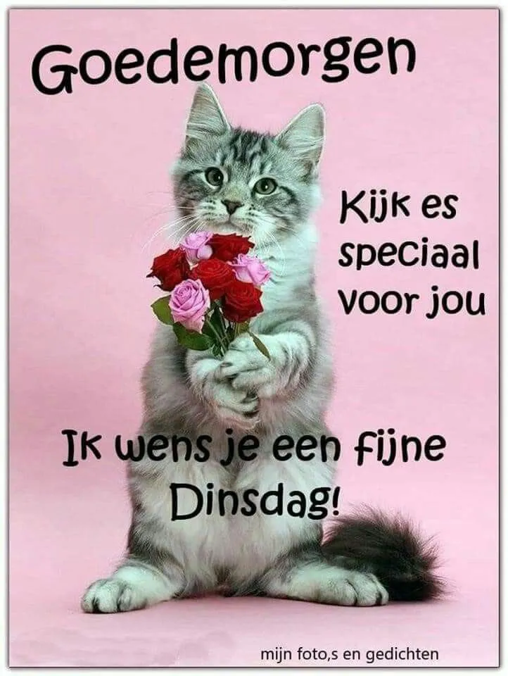 Kat met bloemen op roze achtergrond, met de tekst "Goedemorgen, fijne Dinsdag!"