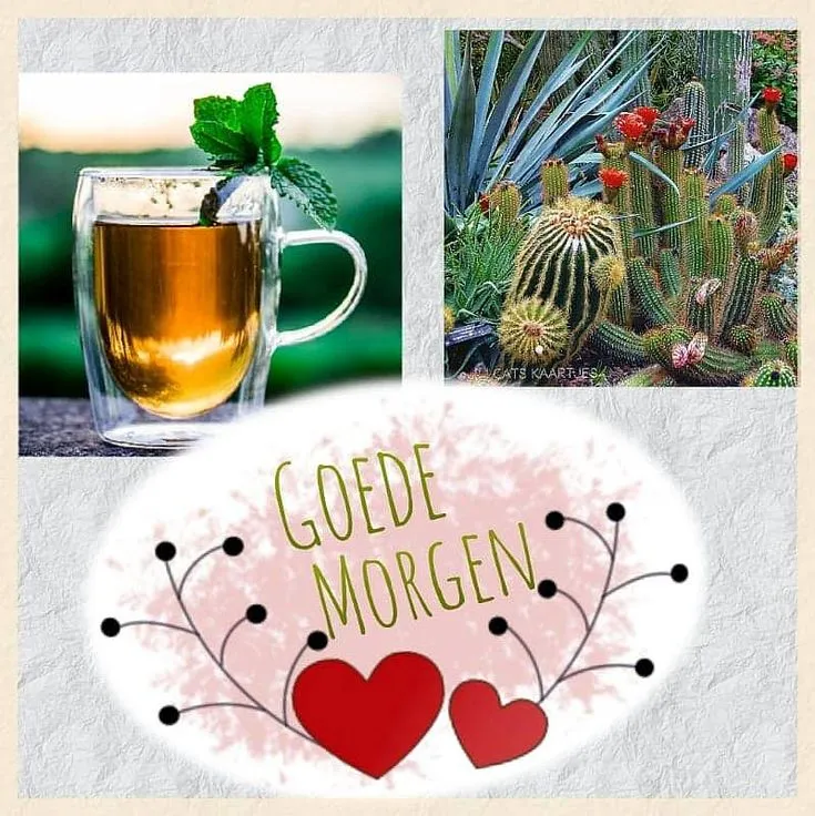 Een kopje thee met munt en een cactustuin met de tekst "Goede Morgen".