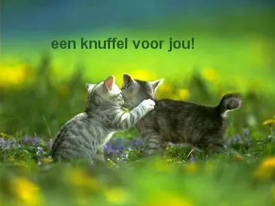 ᐅ goedemorgen knuffel - Fijne Dag plaatjes Twee schattige katten die elkaar knuffelen in een bloemenveld.
