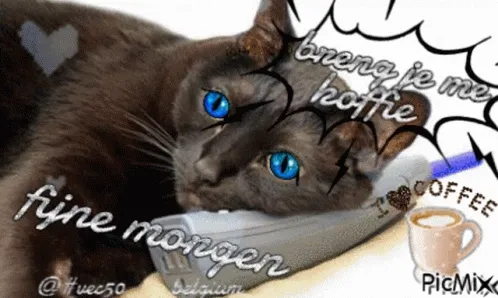 Zwarte kat ligt op een telefoon met blauwe ogen en vraagt om koffie.