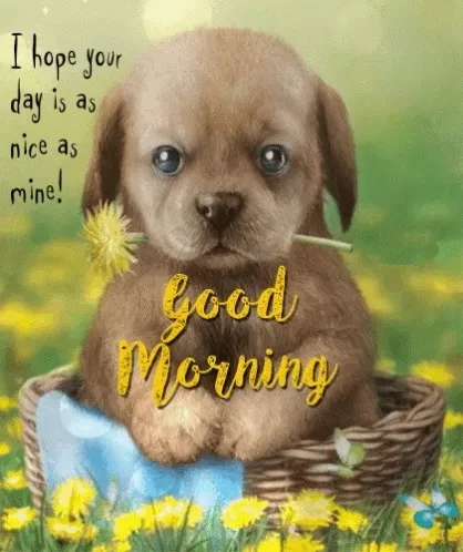 ᐅ goedemorgen lieverd gif - Goedemorgen plaatjes Schattige puppy in een mandje, omgeven door gele bloemen. Goede morgen!