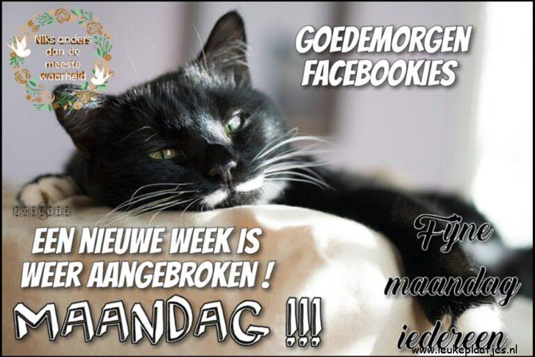 ᐅ goedemorgen maandag humor - Maandag plaatjes