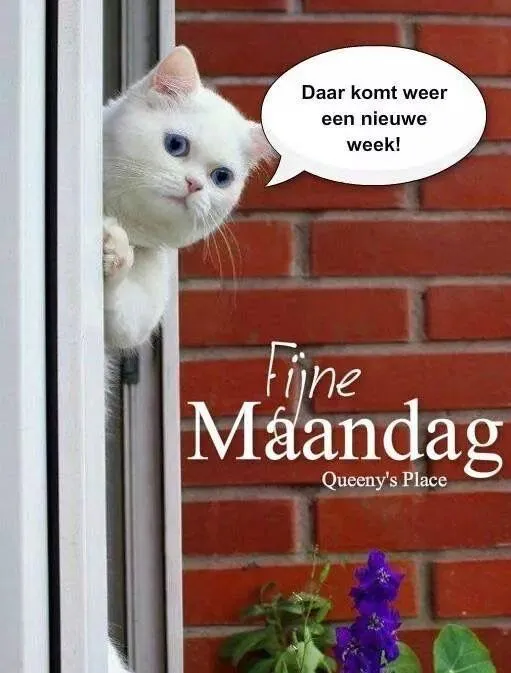 ᐅ goedemorgen maandag humor - Maandag plaatjes Een witte kat kijkt uit het raam met tekst over een nieuwe week.