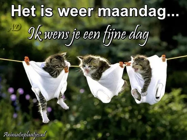 ᐅ goedemorgen maandag humor - Maandag plaatjes Drie kittens hangen in wasmanden aan een lijn, met de tekst "Het is weer maandag..."