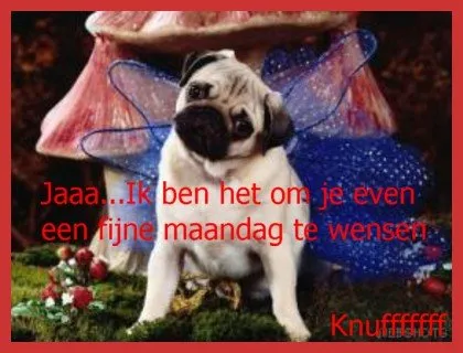 ᐅ goedemorgen maandag humor - Maandag plaatjes Een mopshond met vleugels staat voor een paddenstoel. Tekst over fijne maandag.
