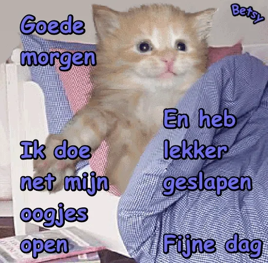 ᐅ goedemorgen maandag humor - Maandag plaatjes Schattige kat naast tekst met "Goede morgen" en andere vriendelijke boodschappen.