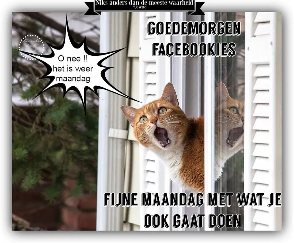 ᐅ goedemorgen maandag humor - Maandag plaatjes Een kat kijkt uit het raam met een tekstballon over maandag.