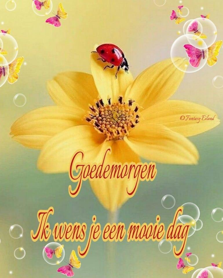 ᐅ Kostenlose Goedemorgen Plaatjes - Die schönsten Bilder - Goedemorgen plaatjes Goedemorgen Plaatjes - Ein Marienkäfer sitzt auf einer gelben Blume mit dem Text „Guten Morgen“.