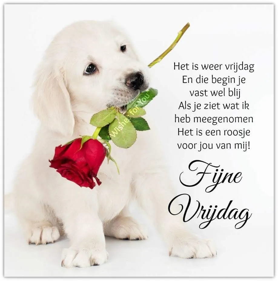 ᐅ goedemorgen vrijdag humor - Vrijdag plaatjes ᐅ goedemorgen vrijdag humor - Vrijdag plaatjes