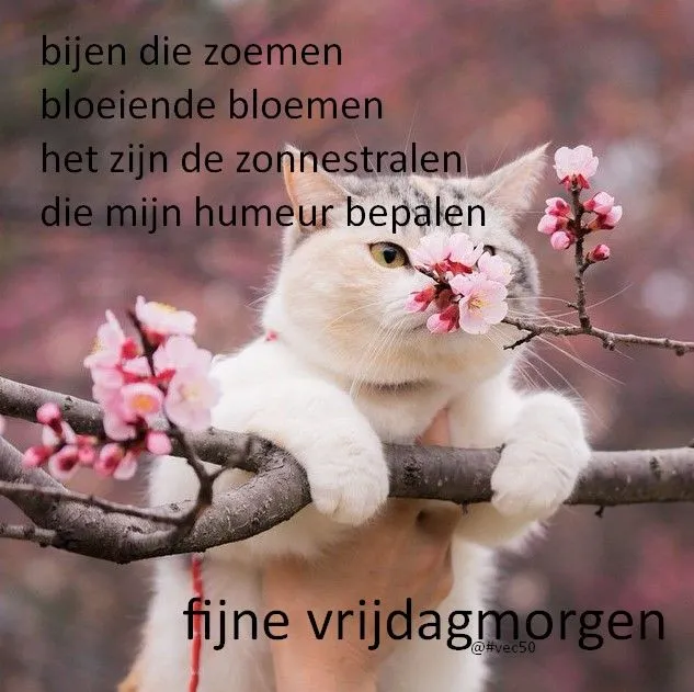 ᐅ goedemorgen vrijdag humor - Vrijdag plaatjes ᐅ goedemorgen vrijdag humor - Vrijdag plaatjes