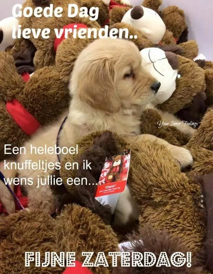 ᐅ goedemorgen vrijdag humor - Vrijdag plaatjes ᐅ goedemorgen vrijdag humor - Vrijdag plaatjes